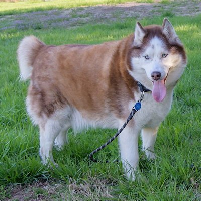 TEMPLETON - Siberian Husky available for adoption