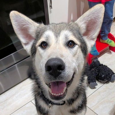 TOAST - Siberian Husky available for adoption