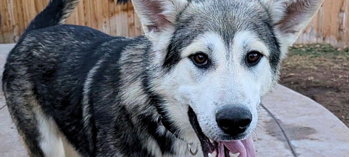 TOAST - Siberian Husky available for adoption