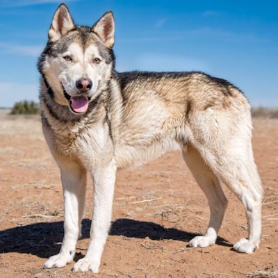 RANGER - Siberian Husky available for adoption