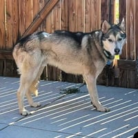 Ranger - Photo 4