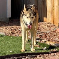 Ranger - Photo 3