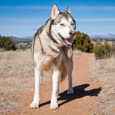 RANGER - Siberian Husky available for adoption