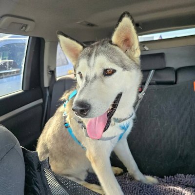 HERMES - Siberian Husky available for adoption