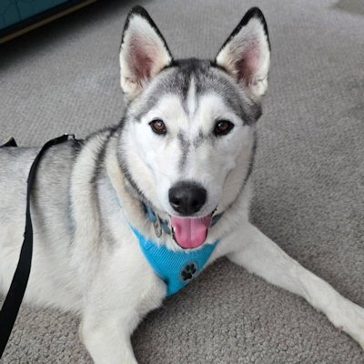 HERMES - Siberian Husky available for adoption