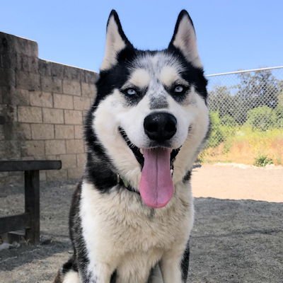 CHELADA - Siberian Husky available for adoption