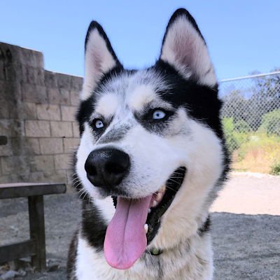 CHELADA - Siberian Husky available for adoption