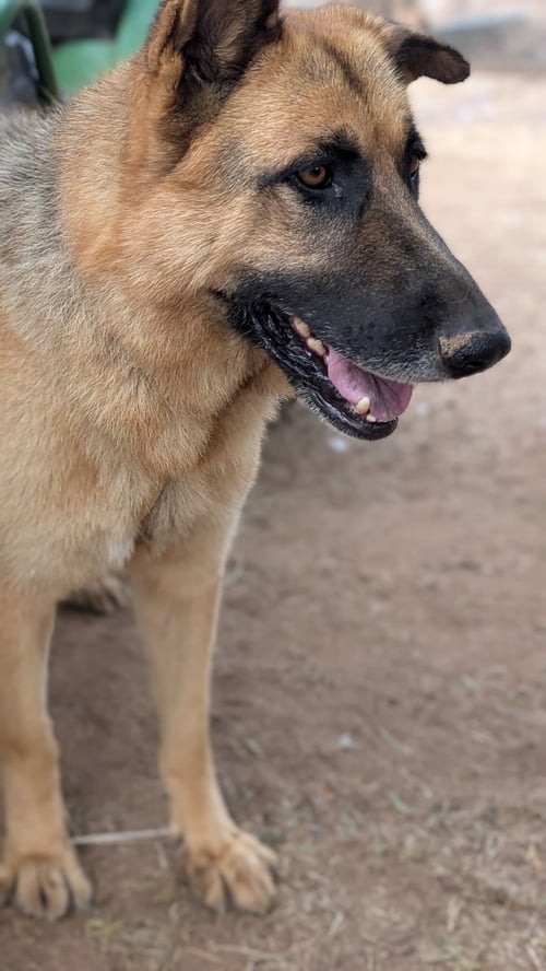 POLO - German Shepherd Dog available for adoption