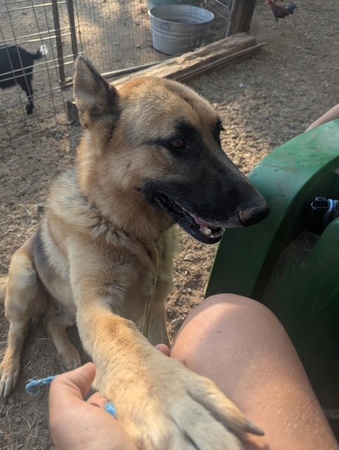POLO - German Shepherd Dog available for adoption