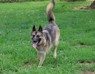 KAYO - German Shepherd Dog available for adoption