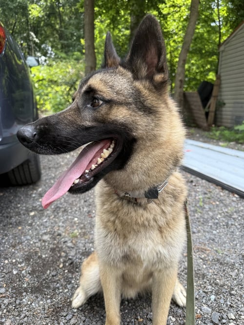 KAYO - German Shepherd Dog available for adoption
