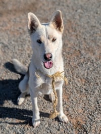Diesel - Photo 1