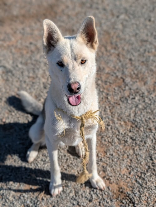 DIESEL - German Shepherd Dog available for adoption