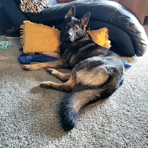 THANOS - German Shepherd Dog available for adoption