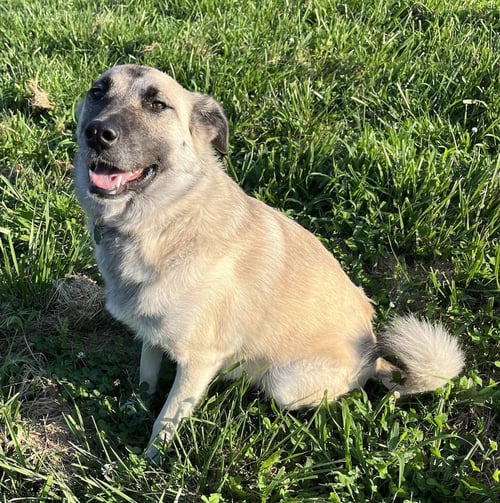 NATACHA - German Shepherd Dog / Anatolian Shepherd available for adoption