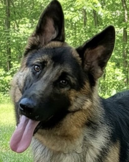 MARSHALL2 - German Shepherd Dog available for adoption