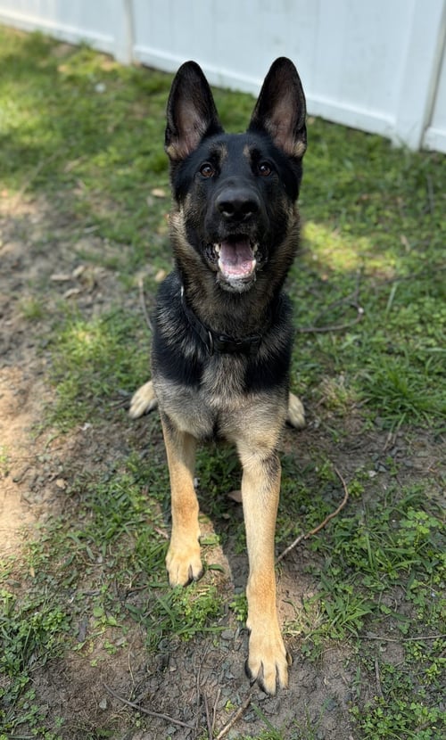 BANKS - German Shepherd Dog available for adoption