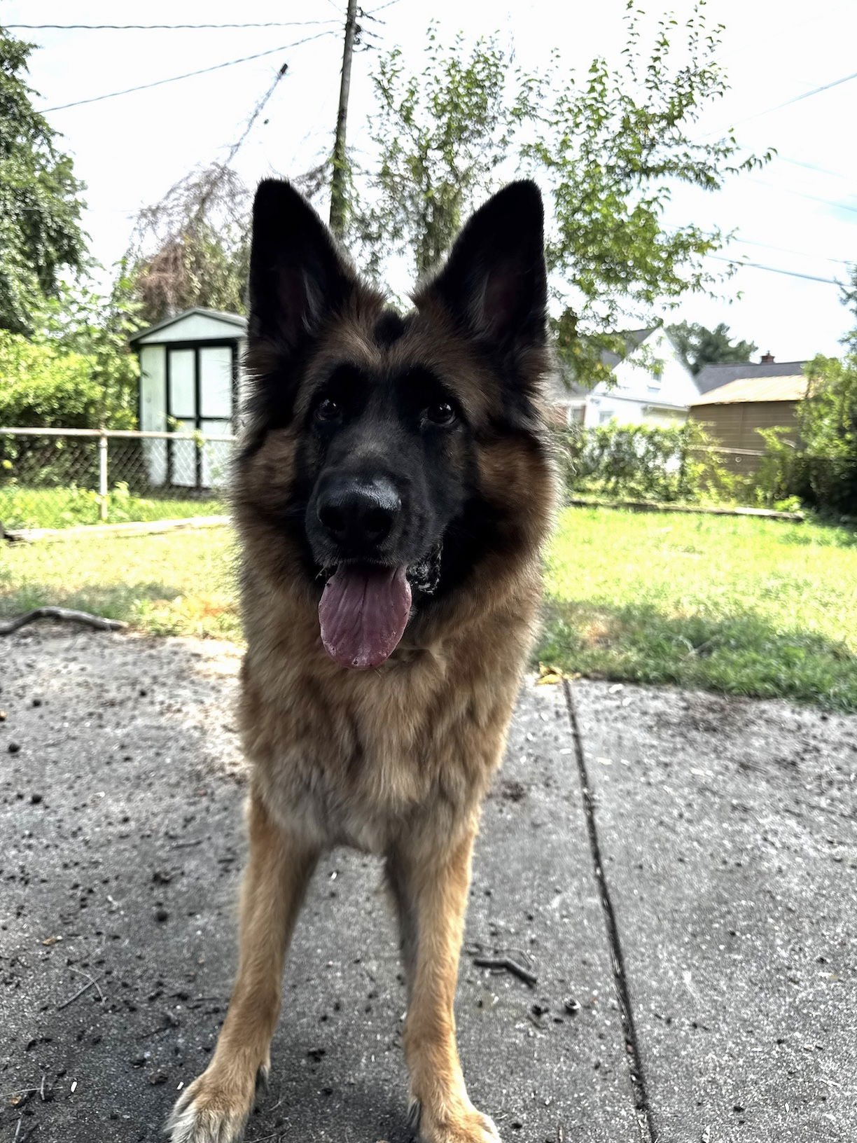 ARES - German Shepherd Dog available for adoption