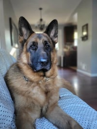 Max - Photo 1