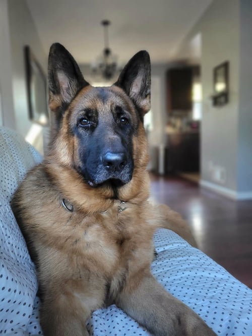 MAX - German Shepherd Dog available for adoption