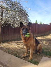 Max - Photo 2