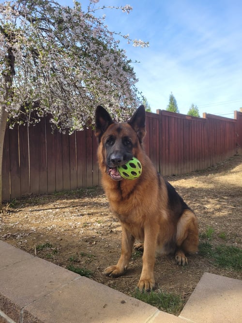 MAX - German Shepherd Dog available for adoption