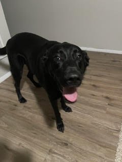 BUDDY
