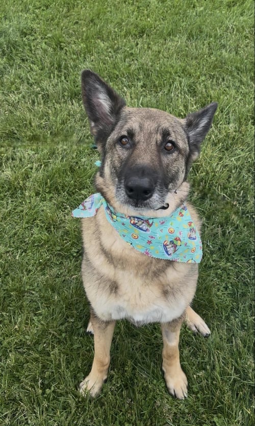 BEAR - German Shepherd Dog available for adoption