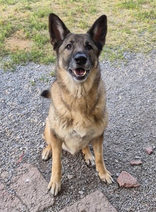BEAR - German Shepherd Dog available for adoption