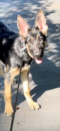 Sasha3 - Photo 10