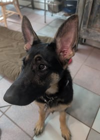 Sasha3 - Photo 11