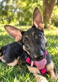 Sasha3 - Photo 1
