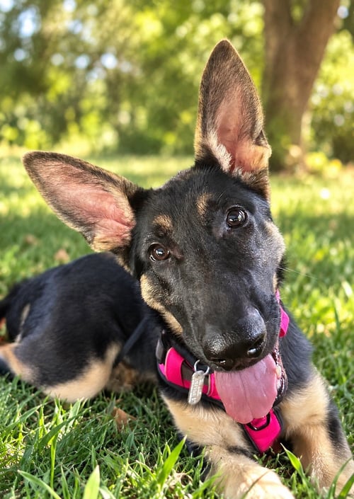 SASHA3 - German Shepherd Dog available for adoption