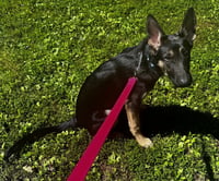 Sasha3 - Photo 4