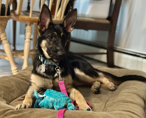 SASHA3 - German Shepherd Dog available for adoption