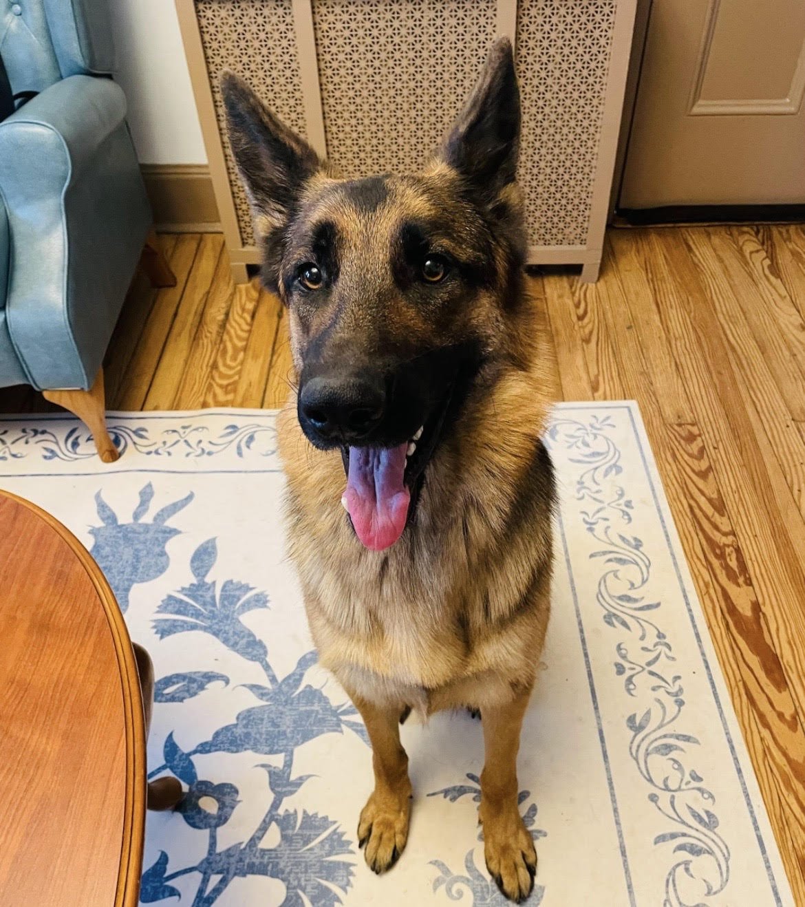 PABLO - German Shepherd Dog available for adoption