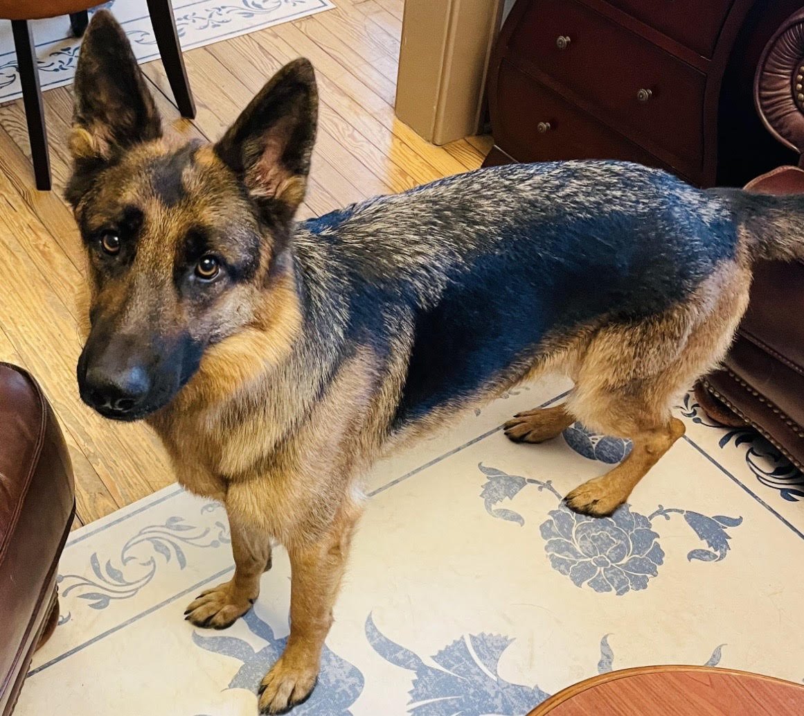 PABLO - German Shepherd Dog available for adoption