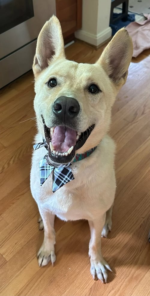 FRITZ - German Shepherd Dog / Labrador Retriever available for adoption