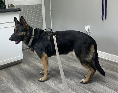 LIZZIE - German Shepherd Dog available for adoption