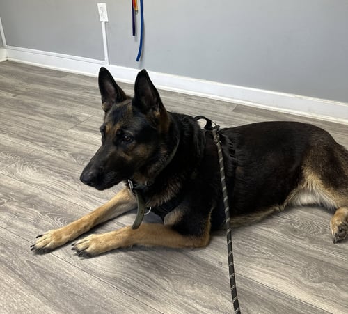 LIZZIE - German Shepherd Dog available for adoption