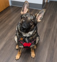 Osa - Photo 2
