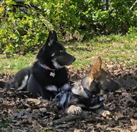 Osa - Photo 5
