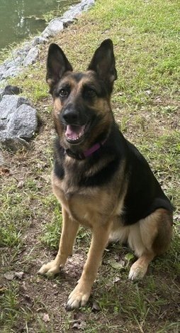 JILLIAN - German Shepherd Dog available for adoption