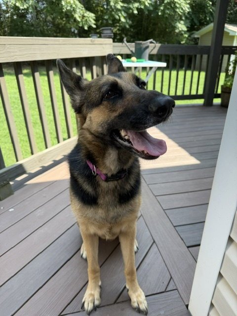 JILLIAN - German Shepherd Dog available for adoption