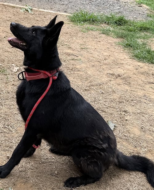 NIKKO - German Shepherd Dog available for adoption