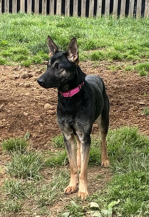 RIVERVA - German Shepherd Dog available for adoption