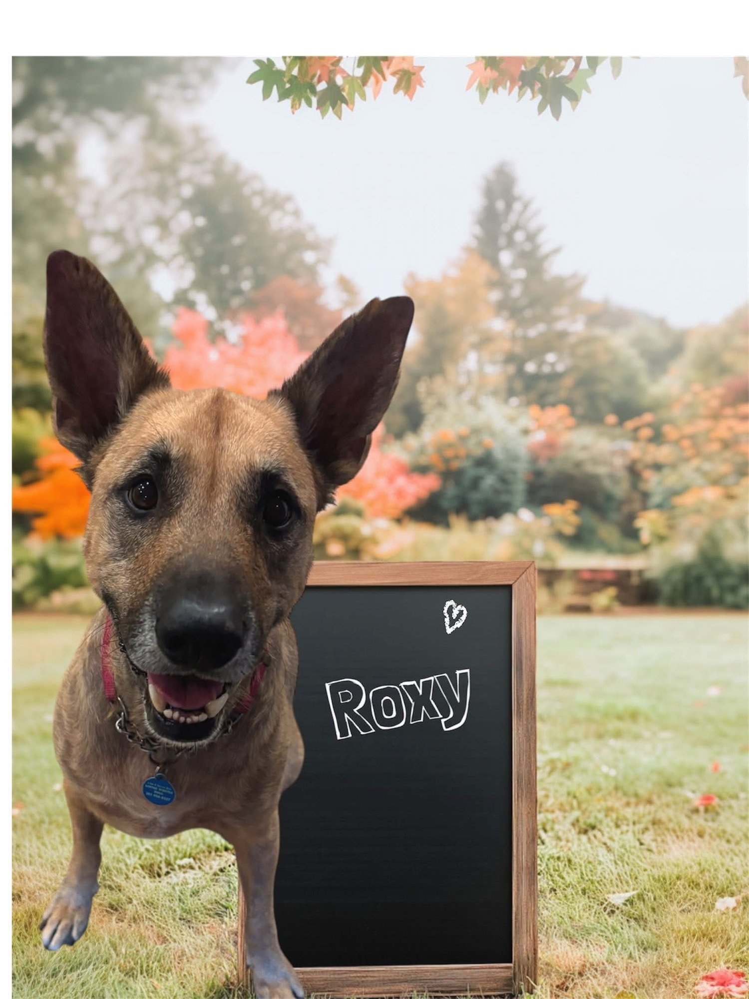 ROXY - German Shepherd Dog available for adoption