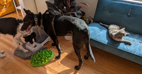 SODA - Dutch Shepherd available for adoption