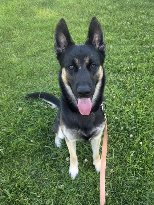 EXCALIBER - German Shepherd Dog available for adoption