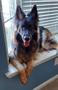 Athena - Photo 1